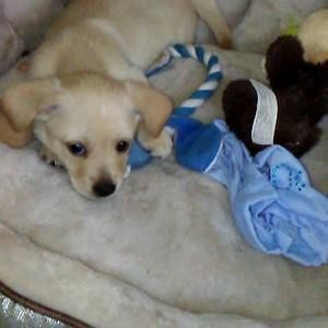Meet your Posher, Lucy