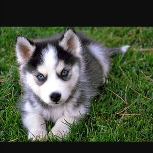 Meet your Posher, Kylee