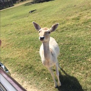 Meet your Posher, Alicia