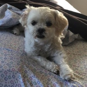 Meet your Posher, Abby