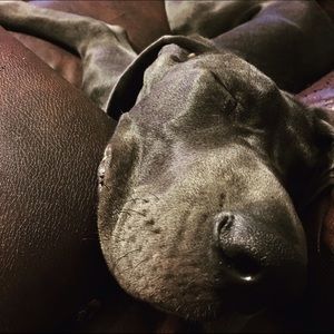 Meet your Posher, Dena