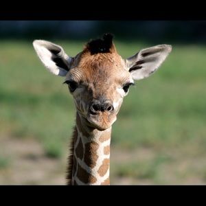 Meet your Posher, Monika