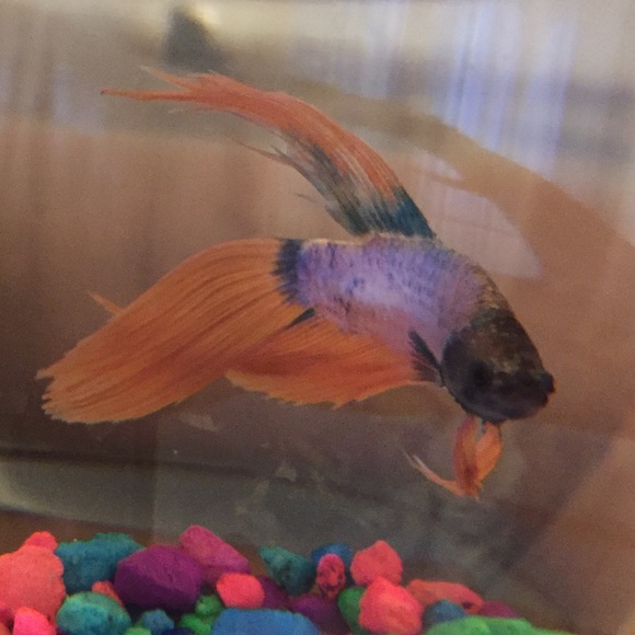 Meet your Posher, Alicia - Picture 1 of 1