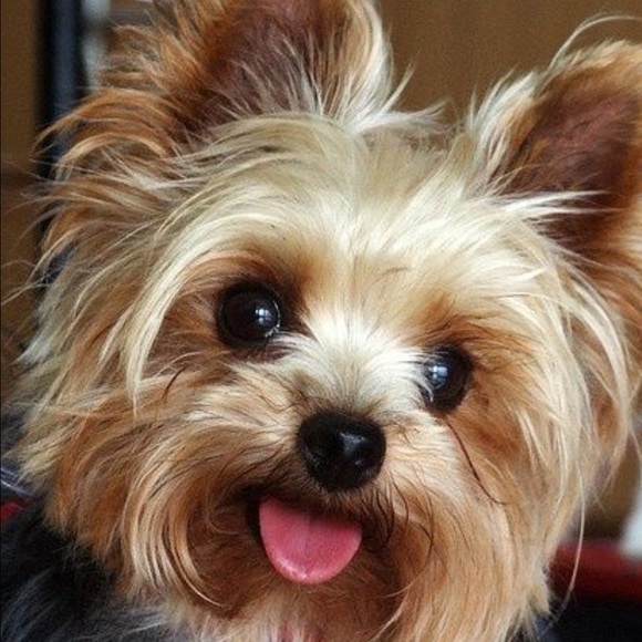 Meet your Posher, Jeanne - Picture 1 of 1