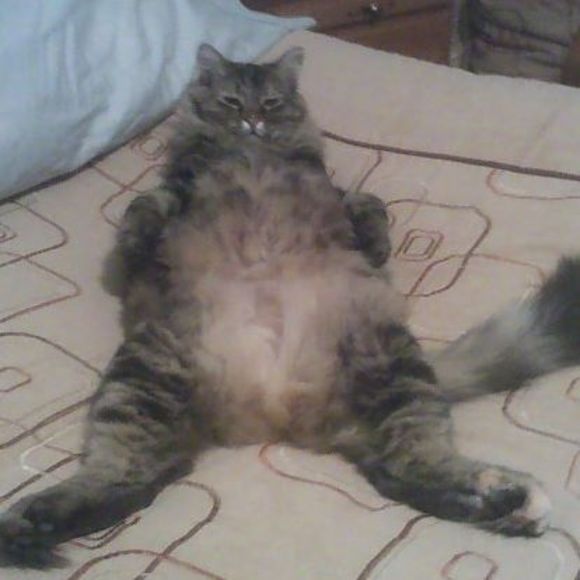 Meet your Posher, Chi - Picture 1 of 1