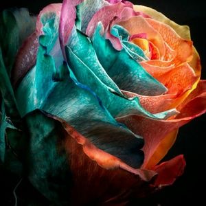 Meet your Posher, Tameka