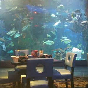 Meet your Posher, Rosa