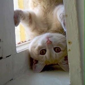 Meet your Posher, Lanece