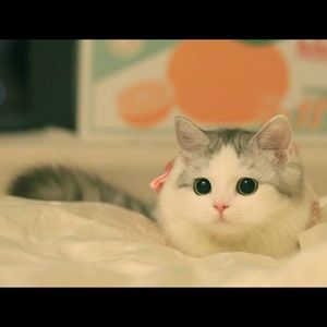 Meet your Posher, Carol