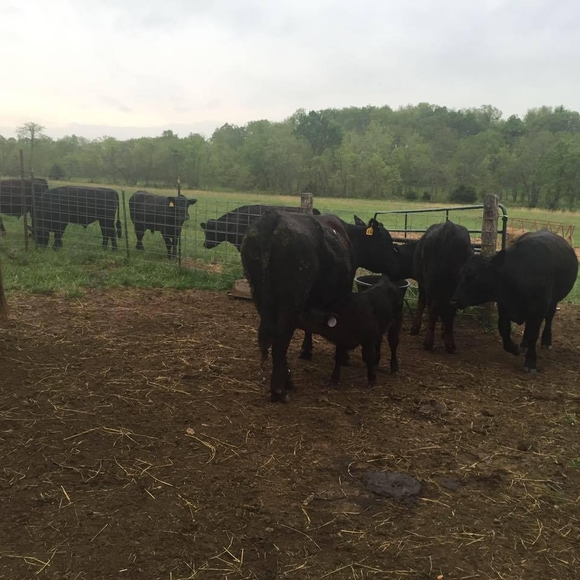 Meet your Posher, Rita - Picture 1 of 1