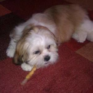 Meet your Posher, Janet