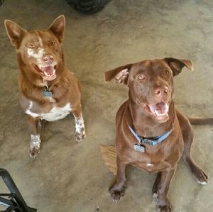 Meet your Posher, Hugo