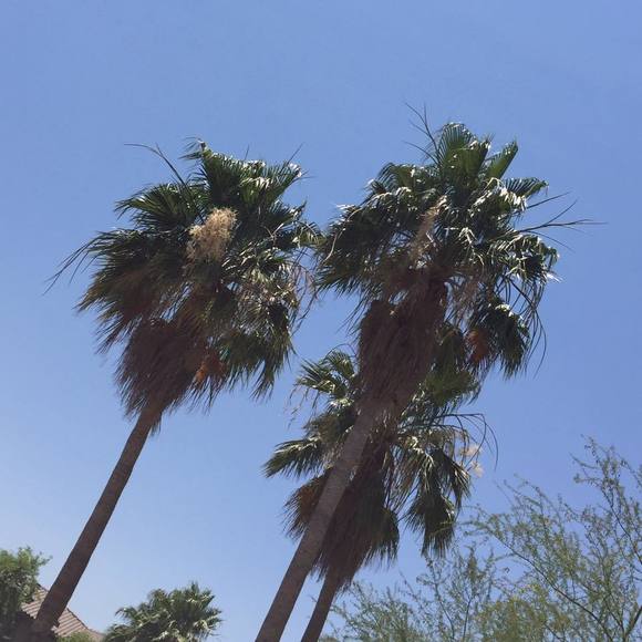 Meet your Posher, Ylloh - Picture 1 of 1