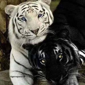 Meet your Posher, Demetrius