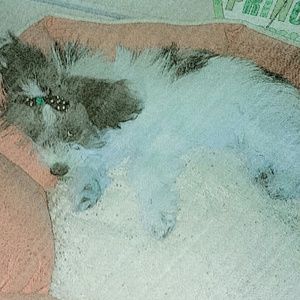 Meet your Posher, Julia