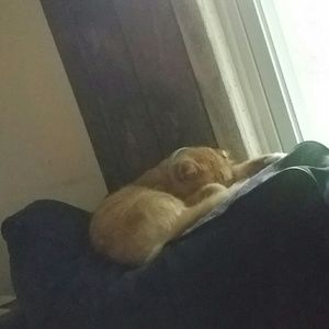 Meet your Posher, Dawson