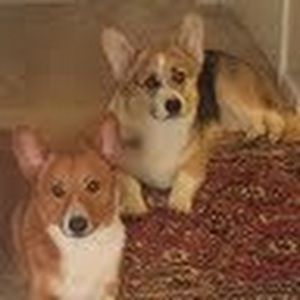 Meet your Posher, Nellow