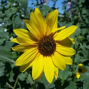 Bundle for ayeshanna15