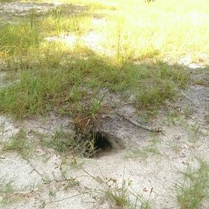 Meet your Posher, Dawn