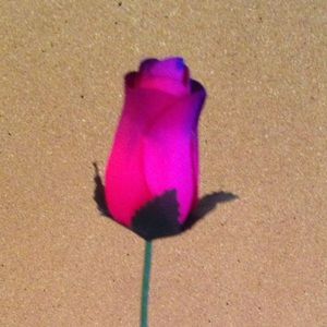 Meet your Posher, Kyla