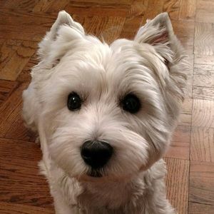 Meet your Posher, Hay