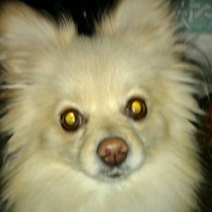 Meet your Posher, Patty