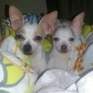 Meet your Posher, Cece