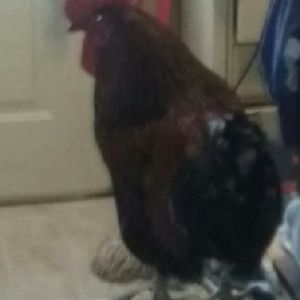 Meet your Posher, Shawna