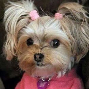 Meet your Posher, Destiny