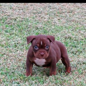 Meet your Posher, Frank