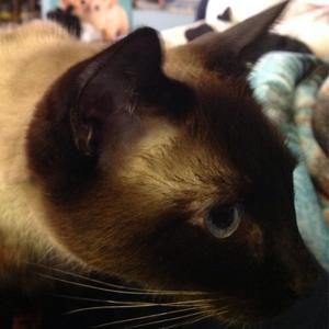 Meet your Posher, Sierra