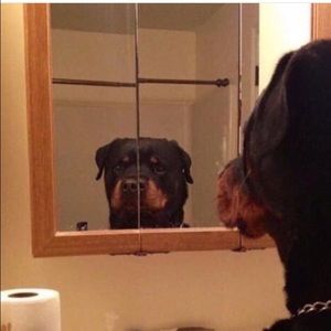 Meet your Posher, Luz