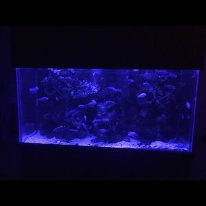 Meet your Posher, Adam