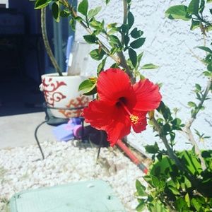 Meet your Posher, Sonya