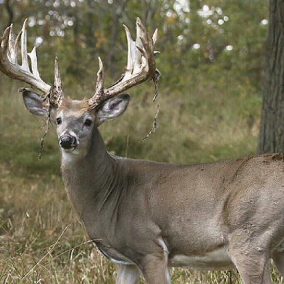 Meet your Posher, Britny