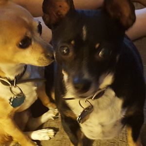 Meet your Posher, Diane