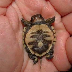 Meet your Posher, Erik