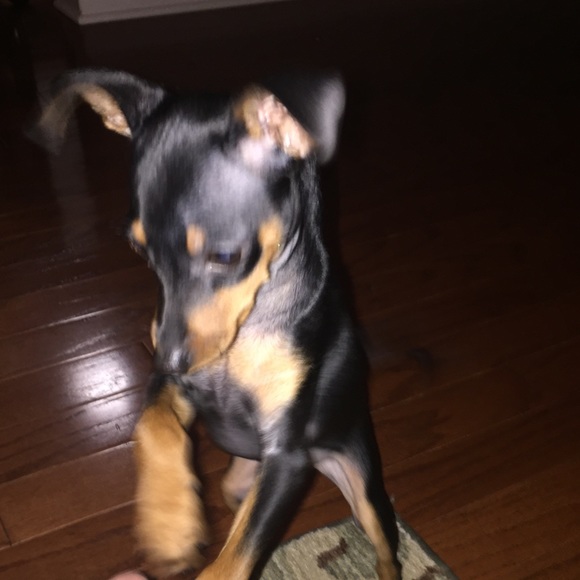 Meet your Posher, Pam - Picture 2 of 3