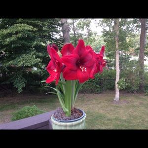 Meet your Posher, Cary