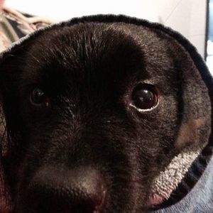 Meet your Posher, Billy