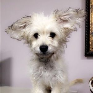 Meet your Posher, Eva