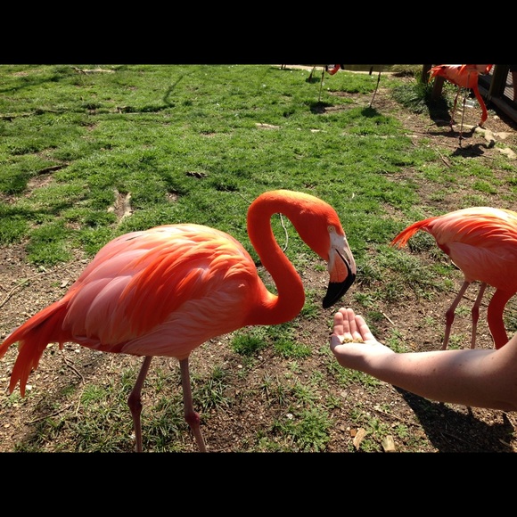 Meet your Posher, Tracy
