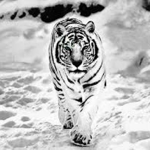 Meet your Posher, Malcolm