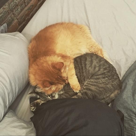 Meet your Posher, Chelsea - Picture 3 of 3