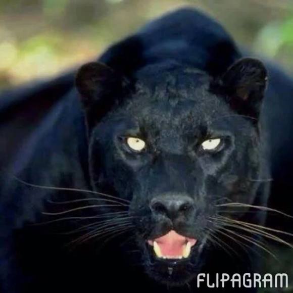 Meet your Posher, Rene - Picture 1 of 1