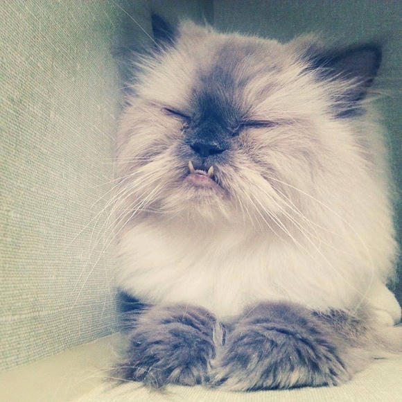 Meow! - Picture 2 of 3