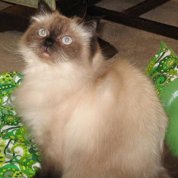 Meow! - Picture 3 of 3