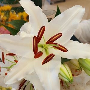 Meet your Posher, Norma