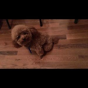 Meet your Posher, Ying