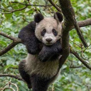 Meet your Posher, Shelby